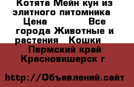 Котята Мейн-кун из элитного питомника › Цена ­ 20 000 - Все города Животные и растения » Кошки   . Пермский край,Красновишерск г.